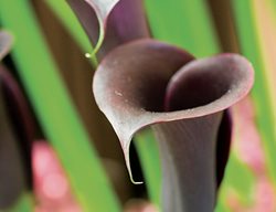 Calla Lily, Odessa
Garden Design
Calimesa, CA