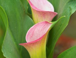Calla Lily, Pink Flower
Garden Design
Calimesa, CA