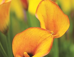 Calla Lily, Treasure
Garden Design
Calimesa, CA