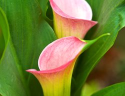 Calla Lily, Zantedeschia Aethiopica
Garden Design
Calimesa, CA