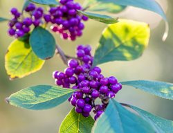 Callicarpa Bodinieri Profusion
Garden Design
Calimesa, CA