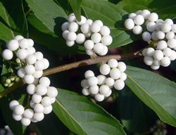 Callicarpa Japonica Leucocarpa, White Berries
Garden Design
Calimesa, CA