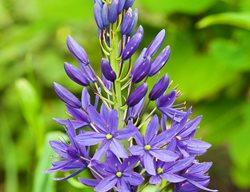 Camas Lily, Camassia
Garden Design
Calimesa, CA