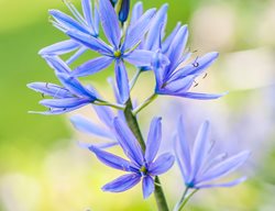 Camassia Leichtlinii Suksdorfii 'blue Danube'
Garden Design
Calimesa, CA
