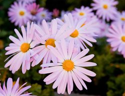 Cambodian Queen, Daisy Mum
Alamy Stock Photo
Brooklyn, NY