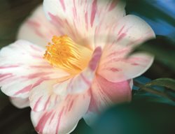 Camellia Anita, Striped Camellia
Leu Gardens
Orlando, FL