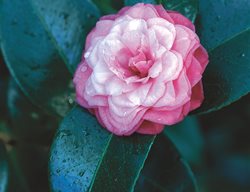 Camellia Boutonniere, Miniature Camellia Flower
Leu Gardens
Orlando, FL