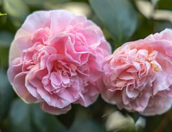 Camellia 'debutante', Camellia Japonica
Proven Winners
Sycamore, IL