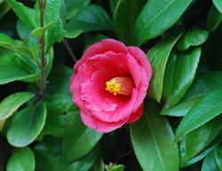 Camellia Flower, Camellia Japonica
Creative Commons
