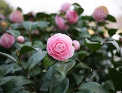 Camellia Flower, Pink Flower, Flowering Shrub
Shutterstock.com
New York, NY