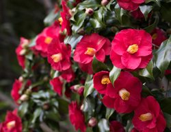 Camellia Flower, Red Camellia
Shutterstock.com
New York, NY