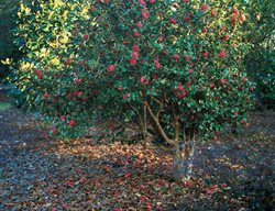 Camellia Flowers, Camellia Shrub
Leu Gardens
Orlando, FL