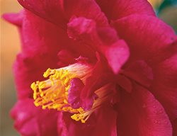 Camellia Grand Slam, Award Winning Camellia
Leu Gardens
Orlando, FL