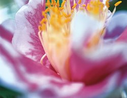 Camellia Herme, Camellia Hikarugenji
Leu Gardens
Orlando, FL