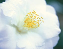 Camellia Imura, White Flower
Leu Gardens
Orlando, FL