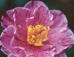 Camellia Madame De Strekaloff, Streaked Camellia
Leu Gardens
Orlando, FL