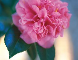 Camellia Marchioness Of Exeter, Pink Camellia
Leu Gardens
Orlando, FL