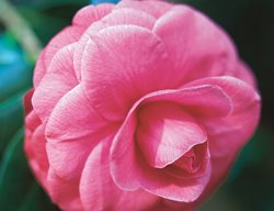 Camellia Mathotiana, Camellia Blossom
Leu Gardens
Orlando, FL