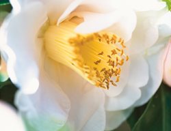 Camellia Mrs Dw Davis, White Camellia
Leu Gardens
Orlando, FL