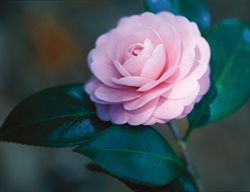 Camellia Pink Perfection, Camellia Otome
Leu Gardens
Orlando, FL