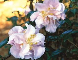 Camellia Showtime, Semidouble Flowers, Light Pink
Leu Gardens
Orlando, FL