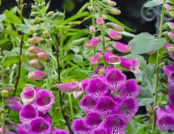 Camelot Rose, Digitalis Purpurea
Shutterstock.com
New York, NY