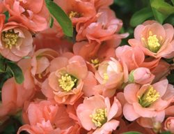 Cameo Quince, Chaenomeles X Superba, Flowering Quince
Spring Meadow Nursery
Grand Haven, MI