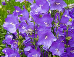 Campanula, Canterbury Bells, Bellflower
Garden Design
Calimesa, CA