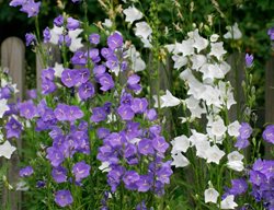 Campanula Persicifolia, Purple And White Bellflower
Shutterstock.com
New York, NY