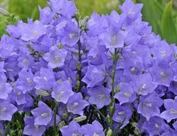 Campanula Takion Blue, Bellflower
Proven Winners
Sycamore, IL