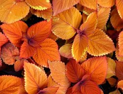 Campfire Coleus, Orange Foliage, Solenostemon Scutellarioides
Shutterstock.com
New York, NY