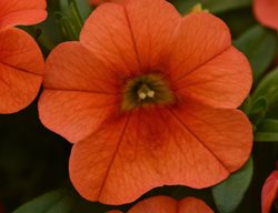 Can Can Calibrachoa, Orange Flower
Proven Winners
Sycamore, IL