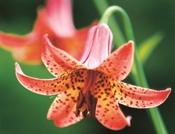 Canada Lily, Lilium, Native Lily
Garden Design
Calimesa, CA