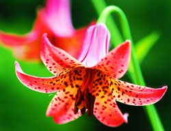 Canada Lily, Lilium, Native Lily
Garden Design
Calimesa, CA