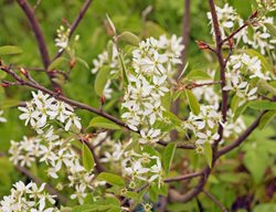 Canadian Serviceberry, Amalanchier Canadensis
Shutterstock.com
New York, NY