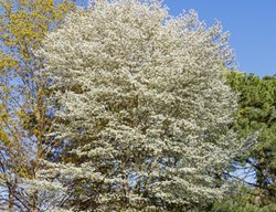 Canadian Serviceberry Tree, Amelanchier Canadensis
Shutterstock.com
New York, NY