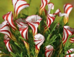 Candy Cane Sorrel, Oxalis Versicolor
Garden Design
Calimesa, CA