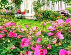 Candy Crush Hibiscus In Garden
Garden Design
Calimesa, CA