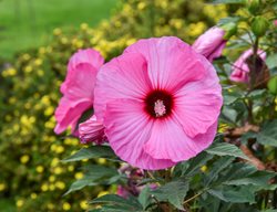 Candy Crush Hibiscus, Pink Hibiscus Flower
Proven Winners
Sycamore, IL