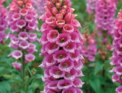 Candy Mountain Foxglove, Digitalis Purpurea, Pink Foxglove
Proven Winners
Sycamore, IL
