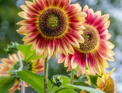 Candy Mountain Sunflower, Helianthus Annus, Bicolor Sunflower, Annual
Garden Design
Calimesa, CA