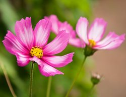 Candy Stripe Cosmos, Cosmos Bipinnatus, Pink Cosmos Flower
Garden Design
Calimesa, CA