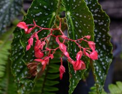 Cane Begonia, 
Shutterstock.com
New York, NY