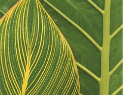 Canna & Alocasia
Garden Design
Calimesa, CA