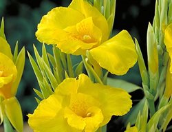 Canna Banana Punch
Longfield Gardens

