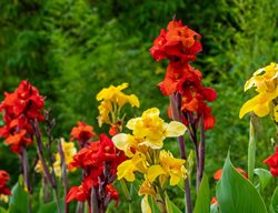Canna Flowers, Red And Yellow Canna Flowers
Shutterstock.com
New York, NY