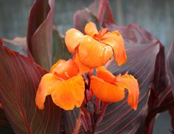 Canna Lily, Orange Canna
Creative Commons
