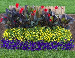 Canna, Supertunia
Proven Winners
Sycamore, IL