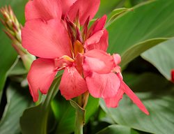 Canna Toucan Coral, Coral Flower, Tropical Flower
Proven Winners
Sycamore, IL