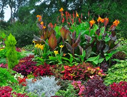 Cannas In A Colorful Garden
Shutterstock.com
New York, NY